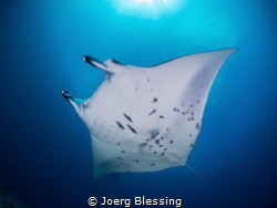 Manta ray at cleaning station by Joerg Blessing 